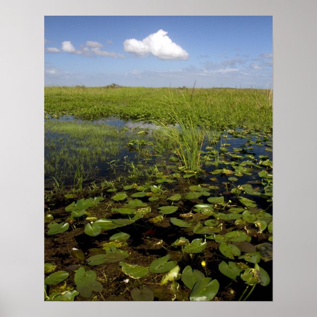 Poster Lírios de água e sawgrass nos everglades da Flórid (Frente)
