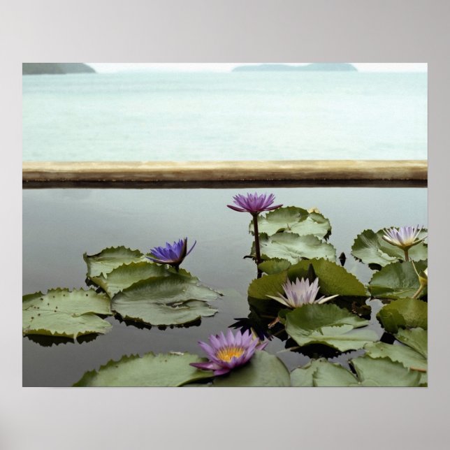 Póster Lírios de água em lagoa pelo oceano (Frente)