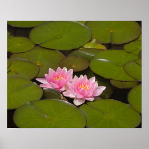 Poster Lírios de água para flores
