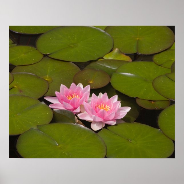 Poster Lírios de água para flores (Frente)