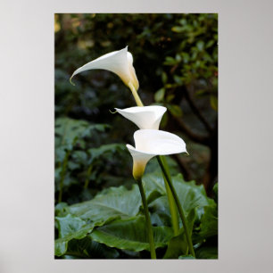 Poster Lírios de Calla