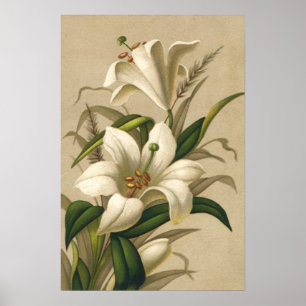 Póster Lírios de páscoa do vintage, flores do Victorian