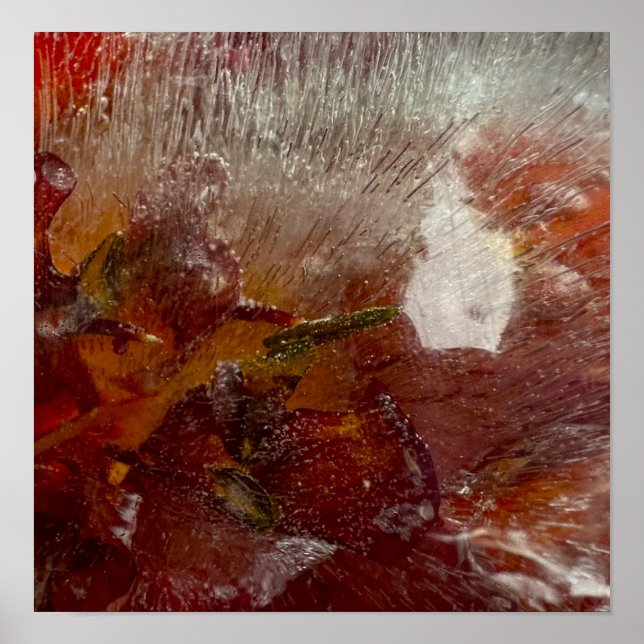 Poster Lírios Forçados, (Frente)