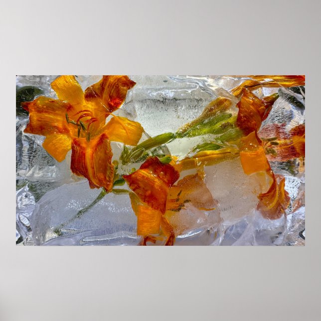 Poster Lírios Forçados, (Frente)