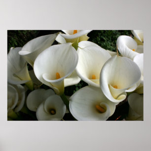 Póster Lírios na Plantação de Calla Lily, Taiwan