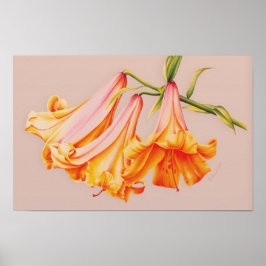Póster "Lírios" pôster de arte botânica de belas-artes