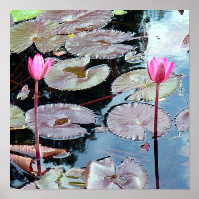 Poster Lírios Rosa em Lã (Frente)