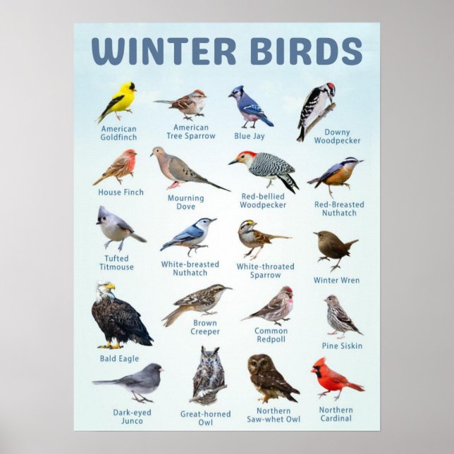 Poster lista de aves de inverno dos EUA (Frente)