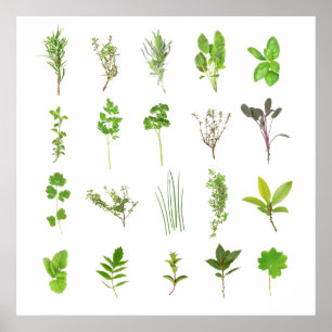 Poster Lista de plantas aromáticas frescas da casa de pl