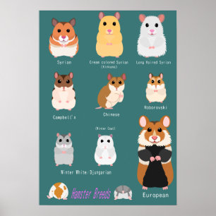 Poster Lista de tipos de hamsters