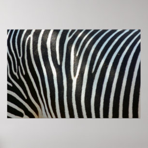 Poster Listras 1 da zebra