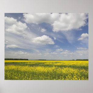 Póster Lithuania, Central Lithuania, Joniskis, field of