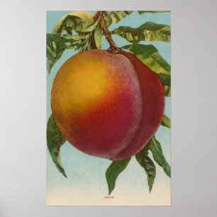 Póster Litografia de Chromo da fruta de PeachFruitState