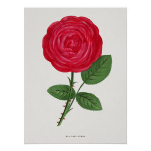 Póster Litografia de Rosa Antiga, François-Frédéric Grobo