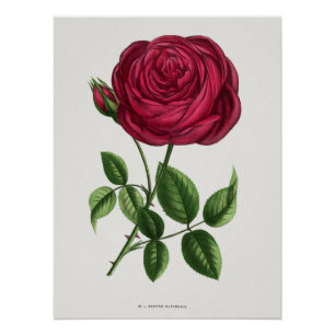 Póster Litografia de Rosa Antiga, François-Frédéric Grobo