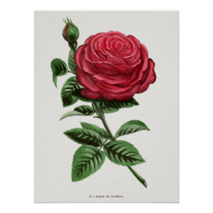 Póster Litografia de Rosa Antiga, François-Frédéric Grobo