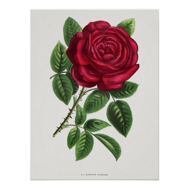 Póster Litografia de Rosa Antiga, François-Frédéric Grobo (Frente)