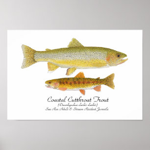 Poster litoral da arte da truta de Cutthroat