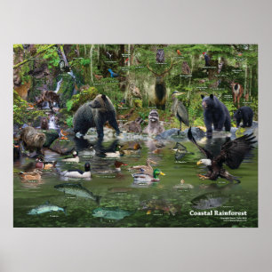 Poster litoral da identificação da floresta húm