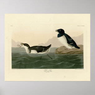 Poster Little Auk (Dovekie) - Aves da América de Audubon