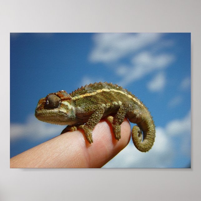 Poster Little Chameleon (Frente)
