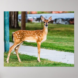 Poster Little Fawn
