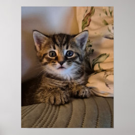 Poster Little kitty