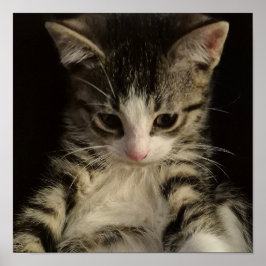 Poster Little kitty