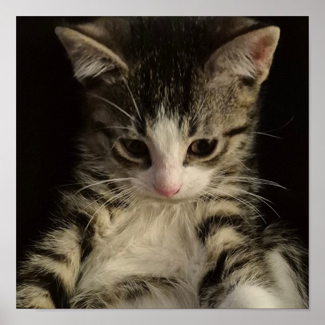 Poster Little kitty (Frente)