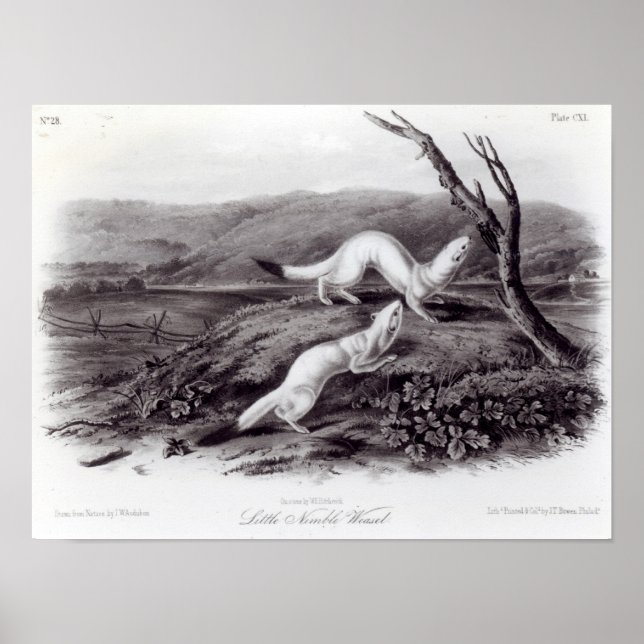 Poster Little Nimble Weasel (Frente)