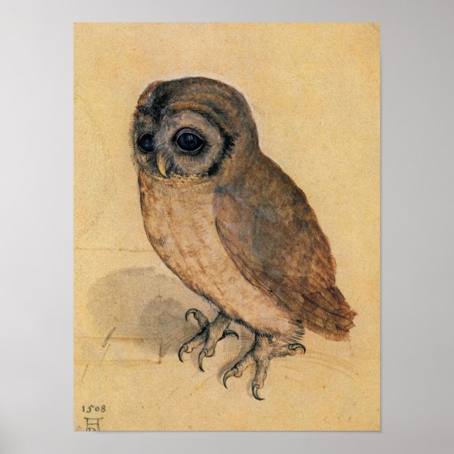 Poster Little Owl, 1508 por Albrecht Durer (Frente)