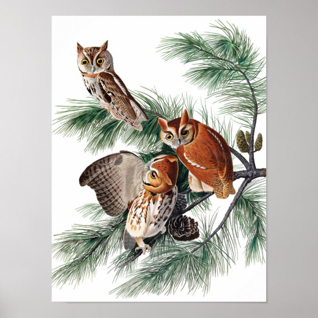 Poster Little Screech Owl de John James Audubon (Frente)