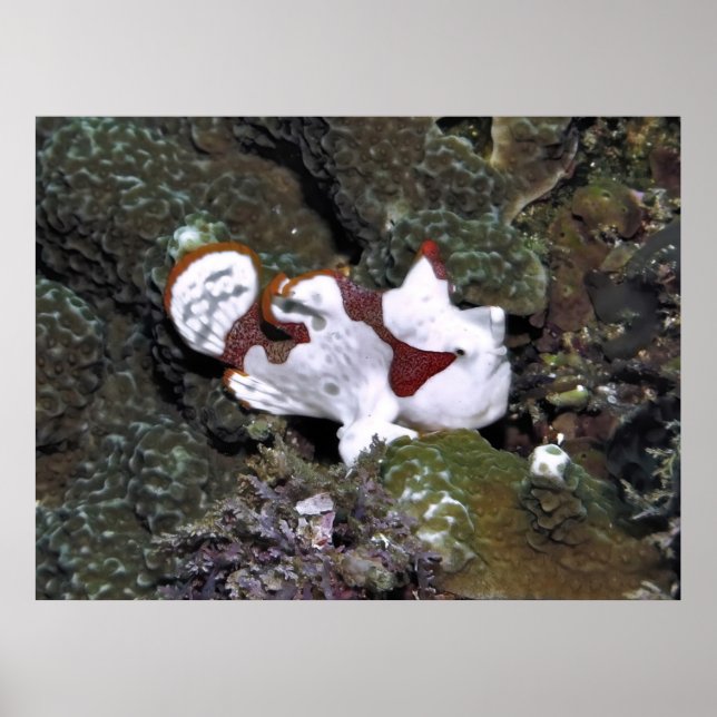 Poster Little White Frogfish (Frente)