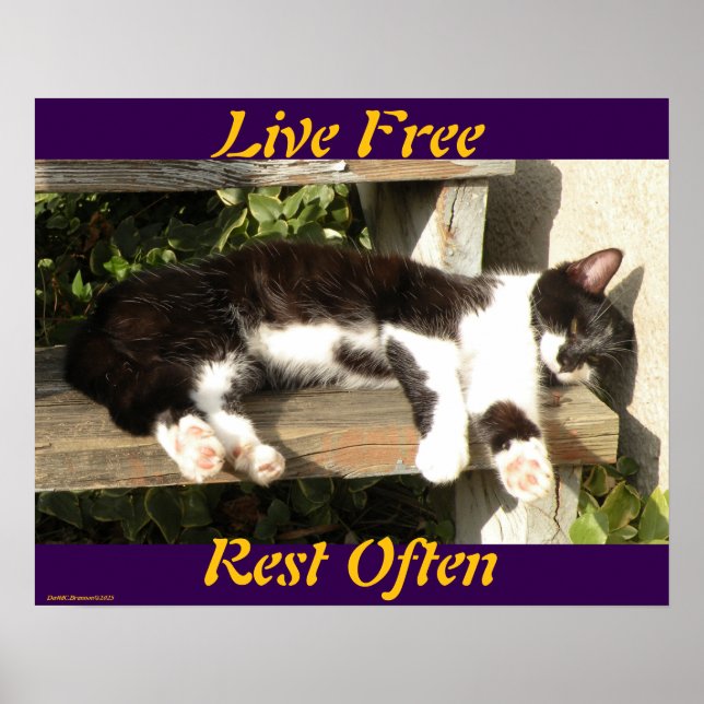 Poster "Live Free", Smiler, cute, cat, gift (Frente)