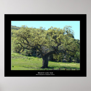 Póster "Live Oak poderoso "