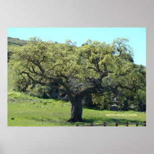 Póster Live Oak poderoso
