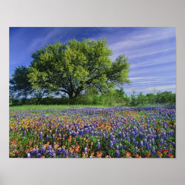 Póster Live Oak & Texas Paintbrush e Texas (Frente)