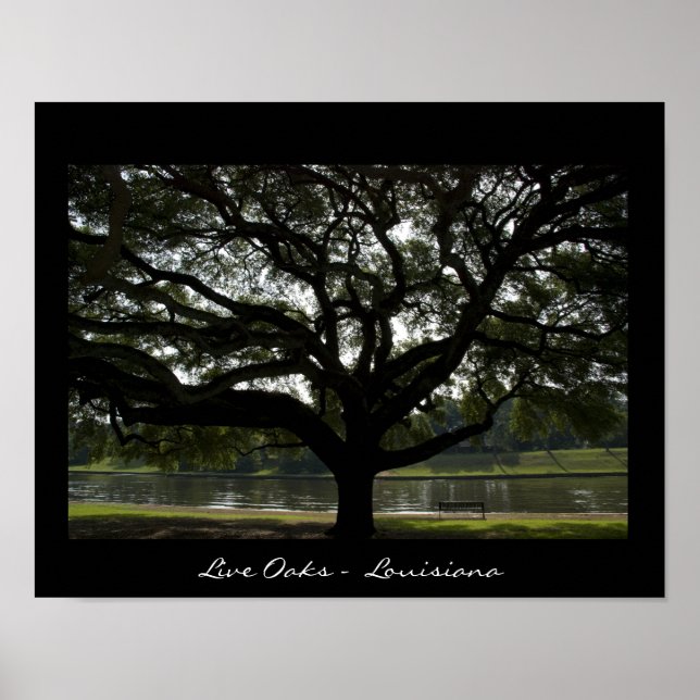 Póster Live Oaks - Louisiana (Frente)