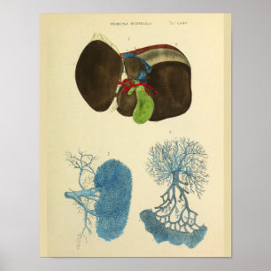Poster Liver Gallbladder Vintage Anatomy Art Print
