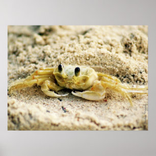 Póster Lixe o caranguejo, Curaçau, ilhas das Caraíbas,