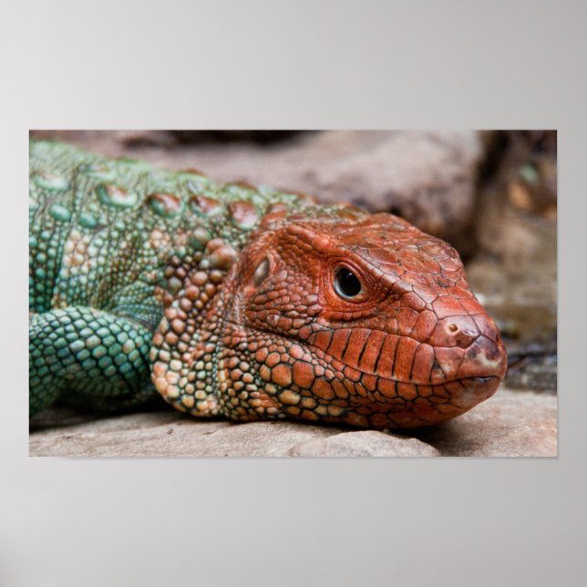 Poster Lizard (Frente)