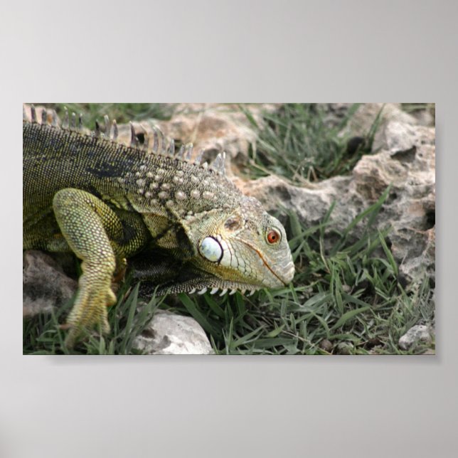 Poster Lizard (Frente)