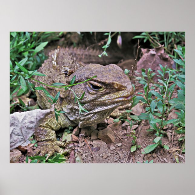 Poster Lizard da Nova Zelândia: Tuatara (Frente)