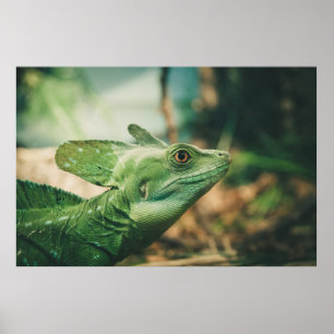 Poster Lizard olha de perto