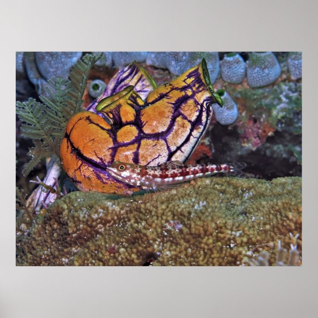 Poster Lizardfish e Tunicate (Frente)