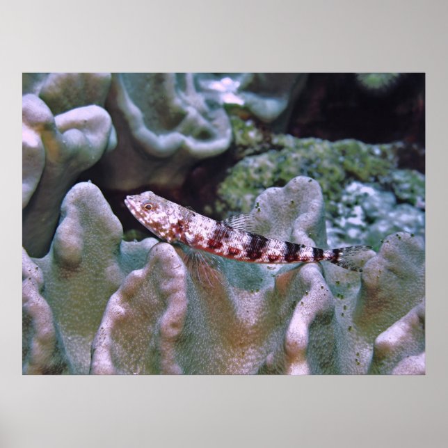 Poster Lizardfish equilibrado (Frente)