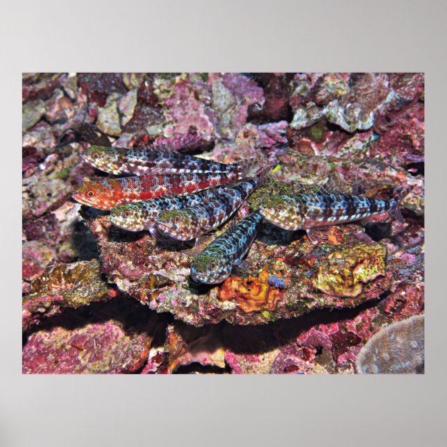 Poster Lizardfish Party II (Frente)