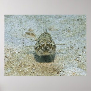 Poster Lizardfish Stare down