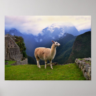 Poster Llama em Machu Picchu, Peru