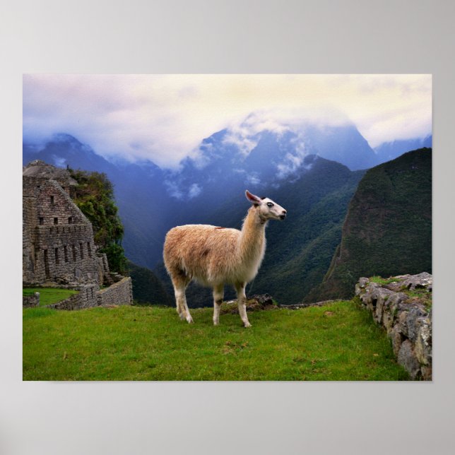 Poster Llama em Machu Picchu, Peru (Frente)